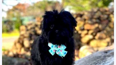 Аффенпинчер — всё о собаке