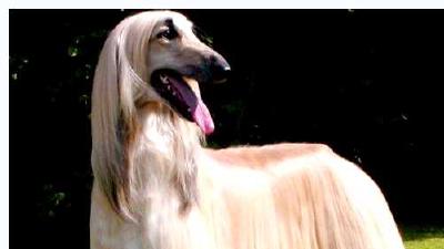 Афганская борзая — всё о собаке