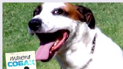 Африканис — всё о собаке