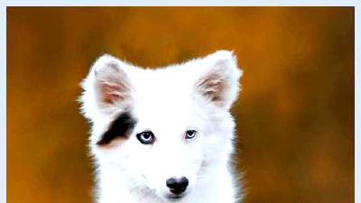 Якутская лайка — всё о собаке