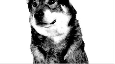 Ямтхунд — всё о собаке